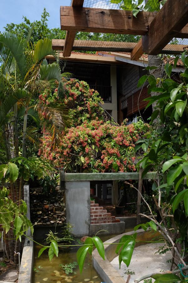 Panji Panji Tropical Wooden Home Pantai Cenang  Dış mekan fotoğraf